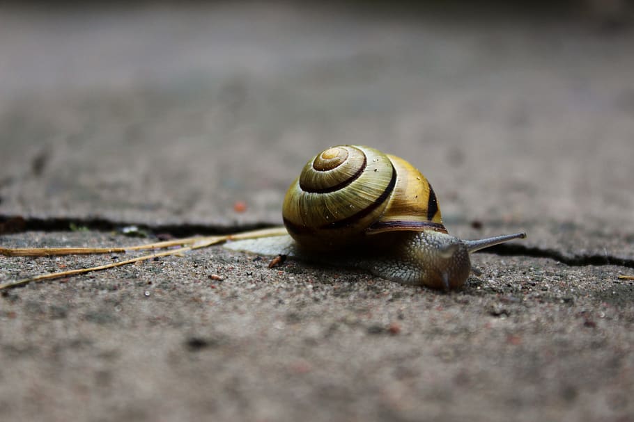 snail, winniczek, shell, seashell, nature, horns, animal, the creation of HD wallpaper