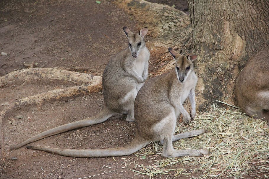 kangaroo, twins, sameness, native, marsupial, standing, australian HD wallpaper