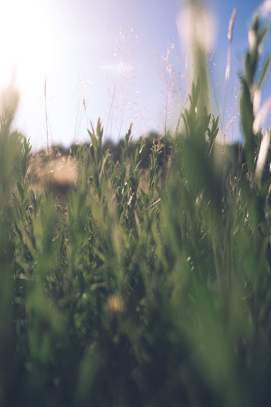 romania, oituz, flora, sun, field, flowers, grass, close-up HD wallpaper