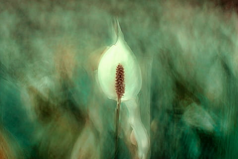 white petaled flower, pattern, paint effect, layered, texture HD wallpaper