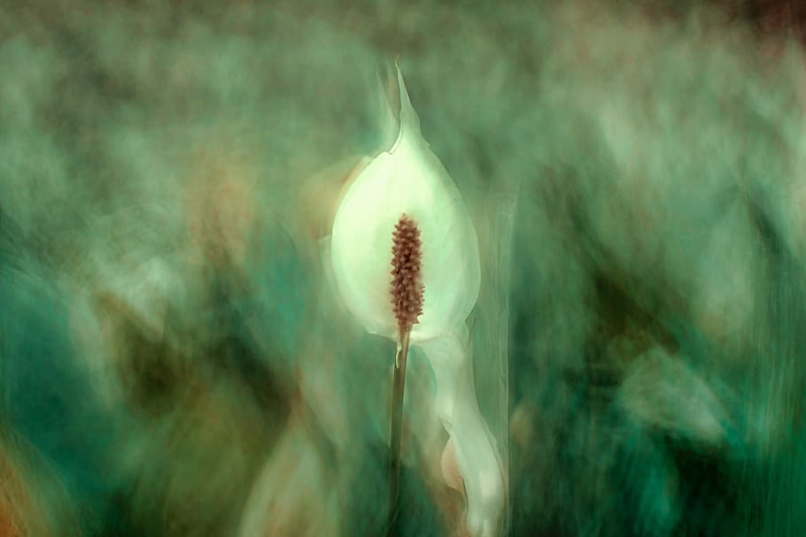 white petaled flower, pattern, paint effect, layered, texture HD wallpaper