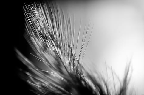 feather, black and white, still, peaceful, still life, nature HD wallpaper