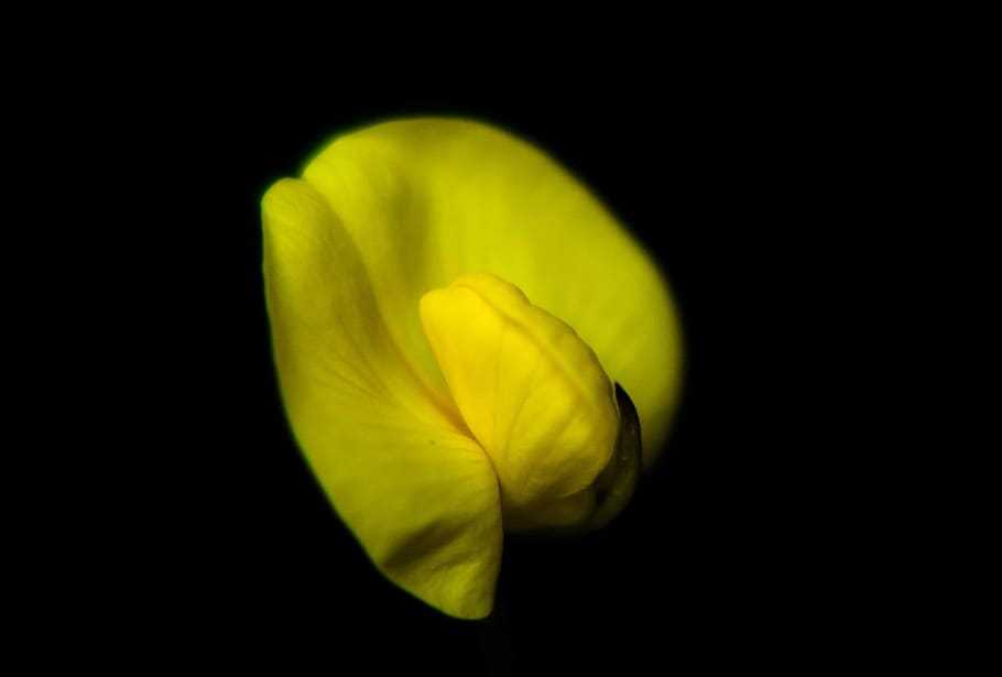 flower, yellow, nature, macro, close-up, bright, studio shot HD wallpaper