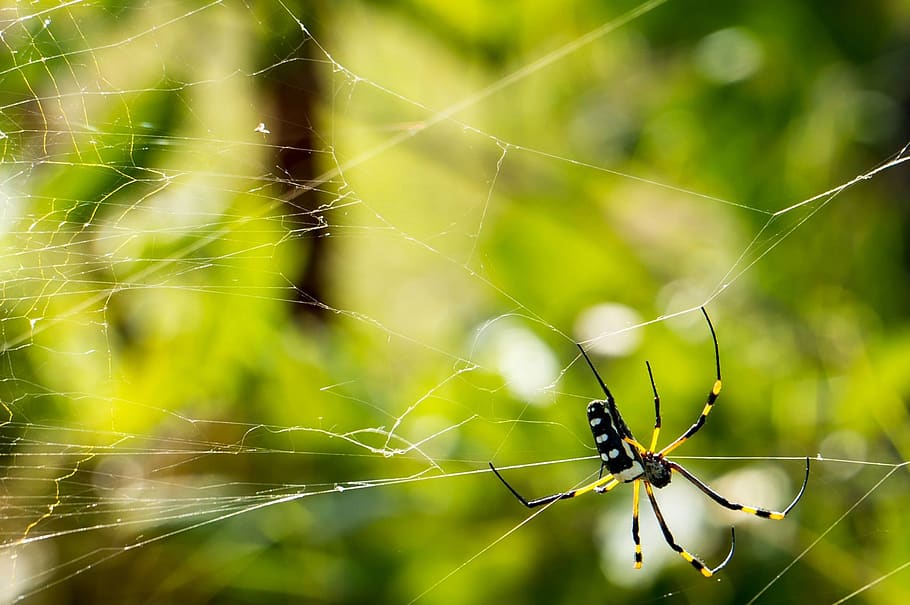 Green Yellow Black and White Spider, animal, arachnid, cobweb HD wallpaper