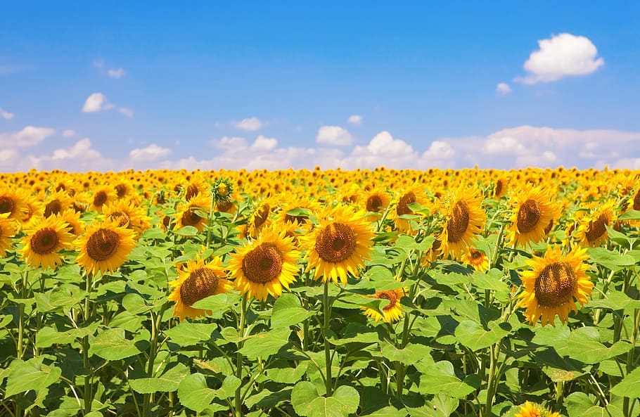 con2011, image, nature, photo, picture, plant, sunflower, flowering plant HD wallpaper