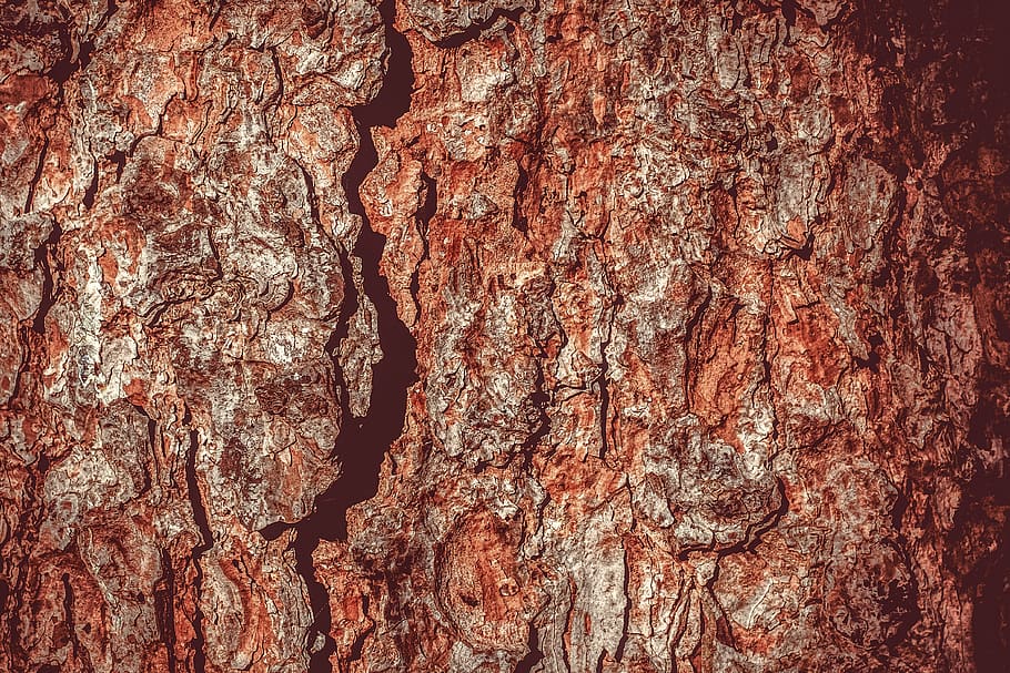 tree, tree bark, log, nature, tribe, wood, forest, structure HD wallpaper