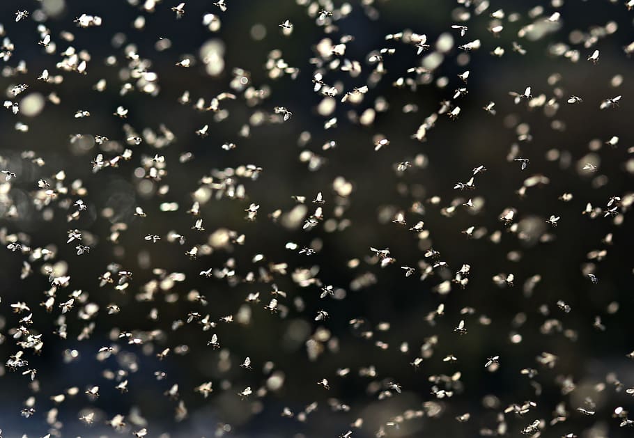 fly, efemerida, roi, flight, insects, wings, backgrounds, abstract HD wallpaper