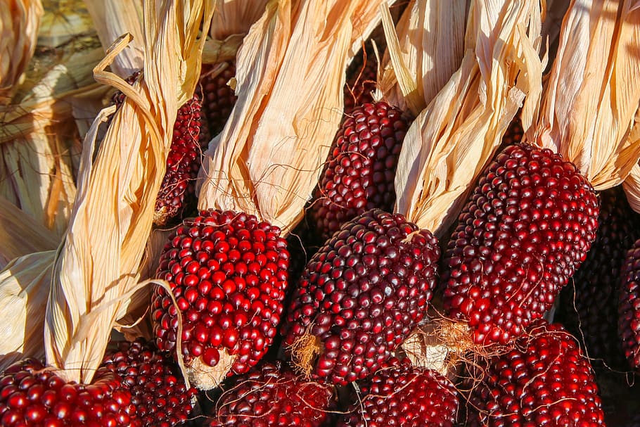 red corn, kukuruz, harvest, autumn, market stall, food and drink HD wallpaper