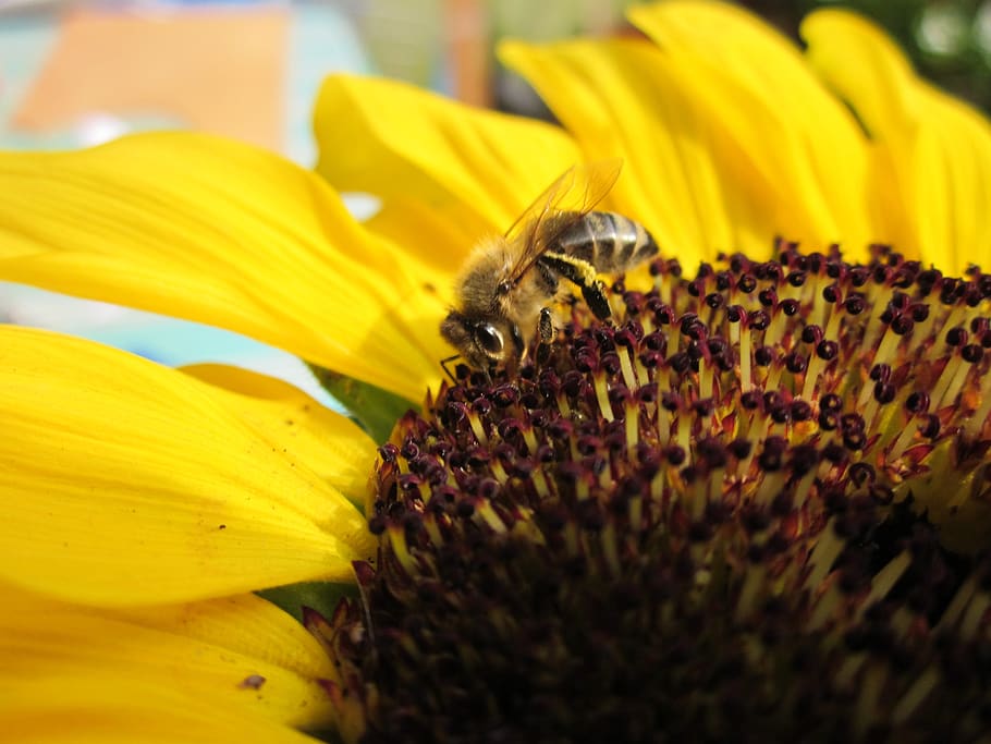 bee, sunflower, summer, close up, nature, bright, petals, flowering plant HD wallpaper