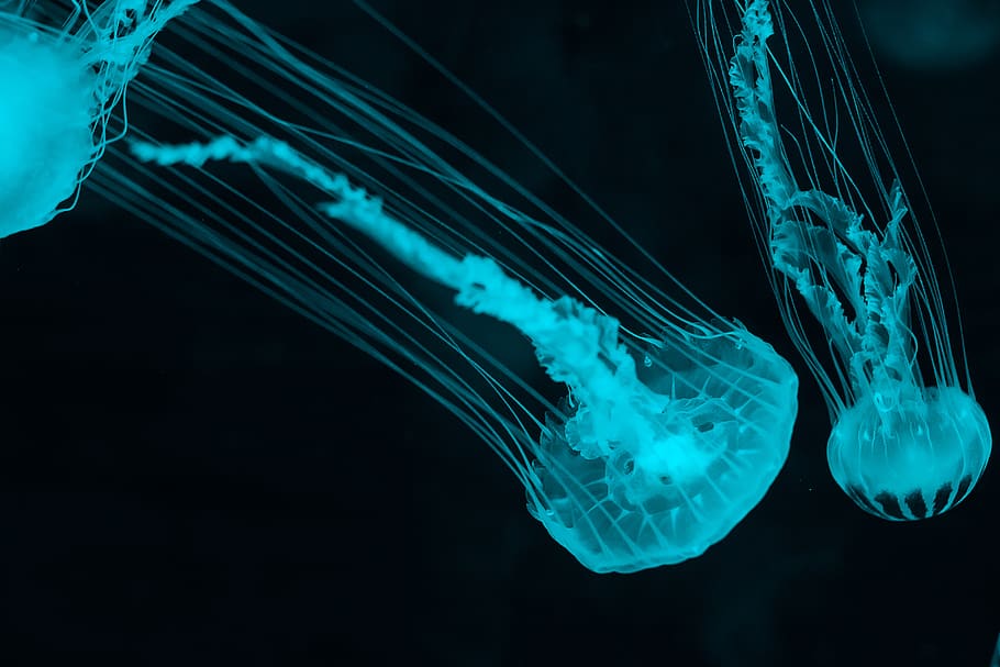 three white jelly fish, jellyfish, animal themes, animals in the wild HD wallpaper