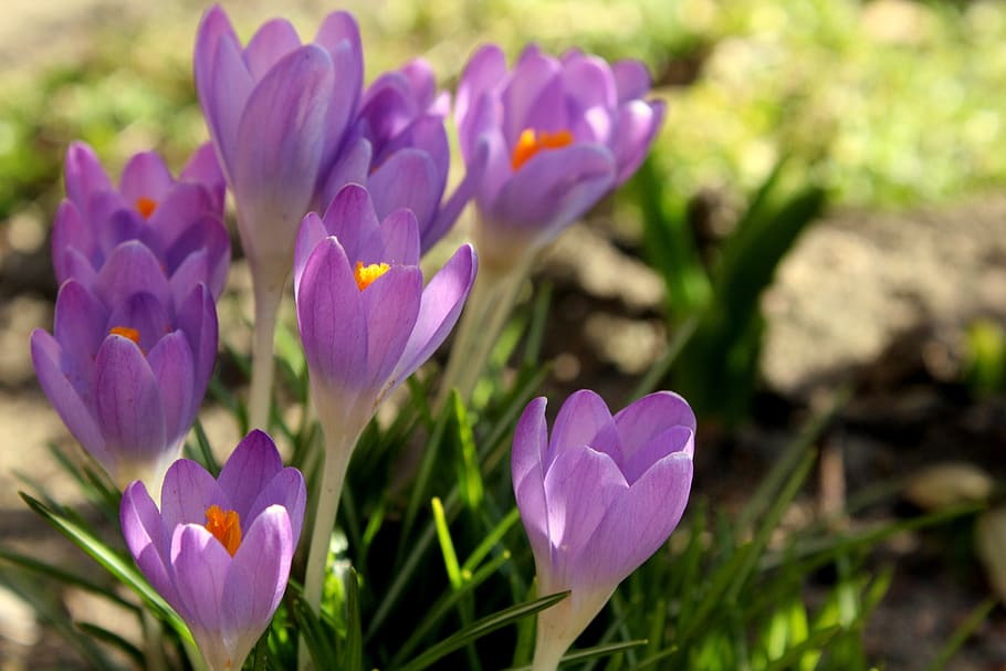crocus, spring flowers, violet, saffron, krokus, nature, flowering plant HD wallpaper