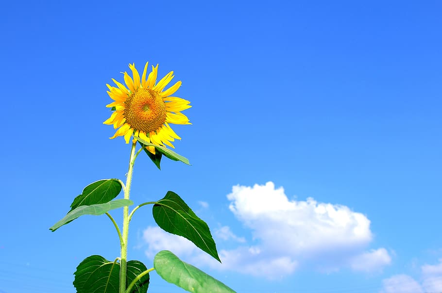 Sunflower Blooming during Daytime, background, beautiful, blossom HD wallpaper