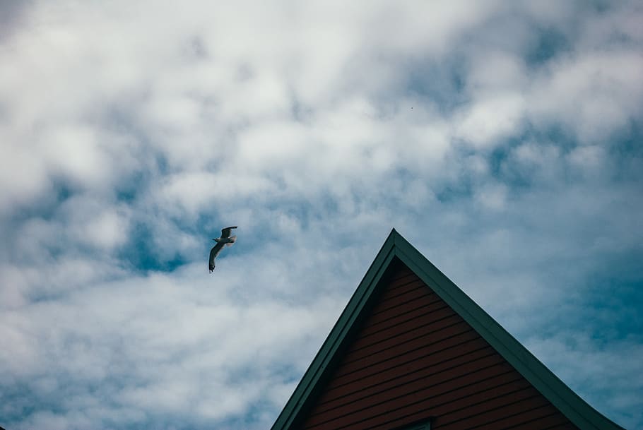 norway, bergen, architecture, bird, building, sky, roof, animal themes HD wallpaper
