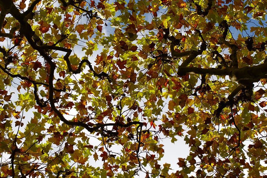 maple, autumn, sky, leaves, red, yellow, bright, emerge, tree HD wallpaper
