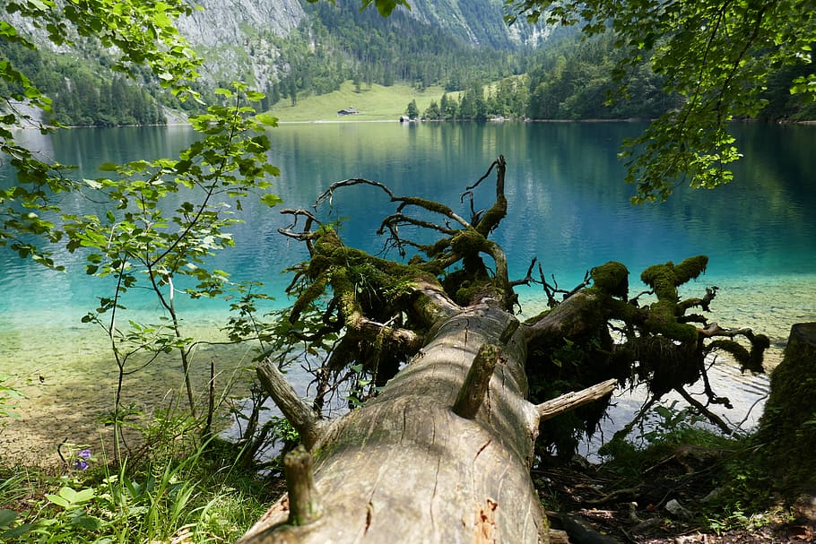 germany, obersee, schönau am königssee, roots, tree, berchdesgaden, HD wallpaper