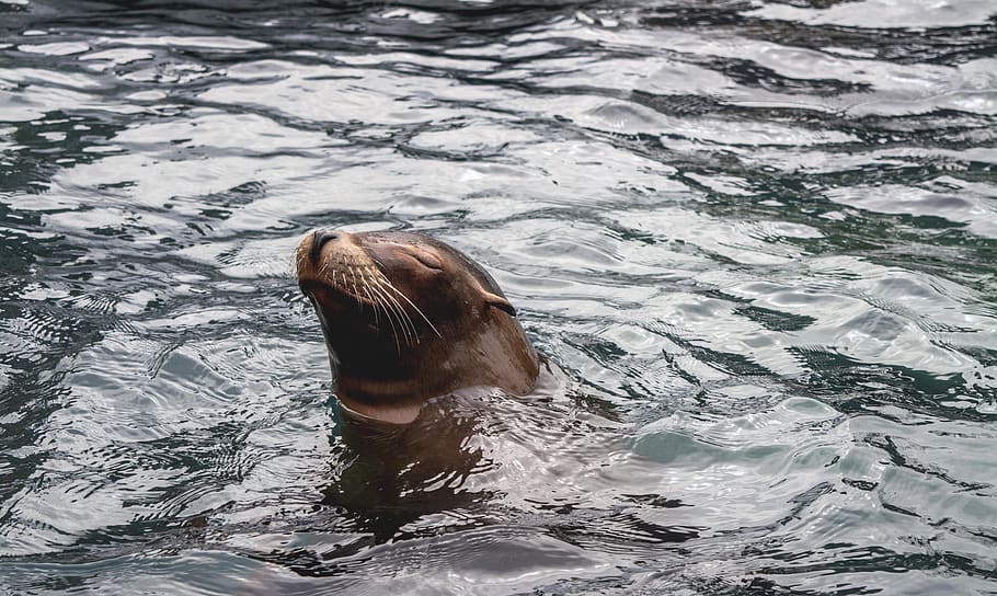 swimming brown seal, mammal, sea life, animal, water, central park zoo, HD wallpaper