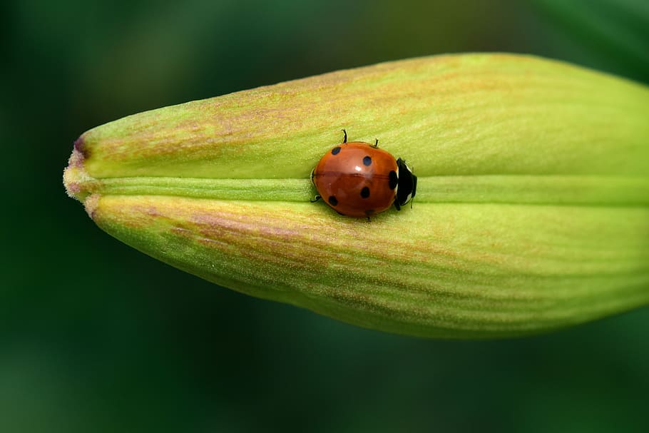ladybug, bud, lily, lily bud, closed, siebenpunkt, red, points HD wallpaper