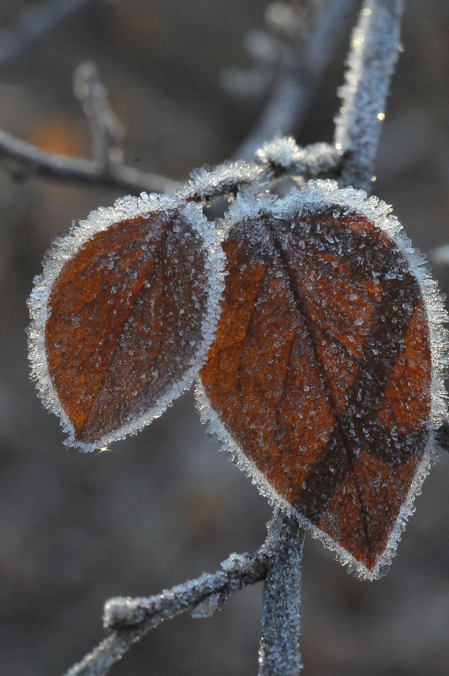 germany, munich, ice, close-up, frost, leaf, sun, crystal, branch HD wallpaper