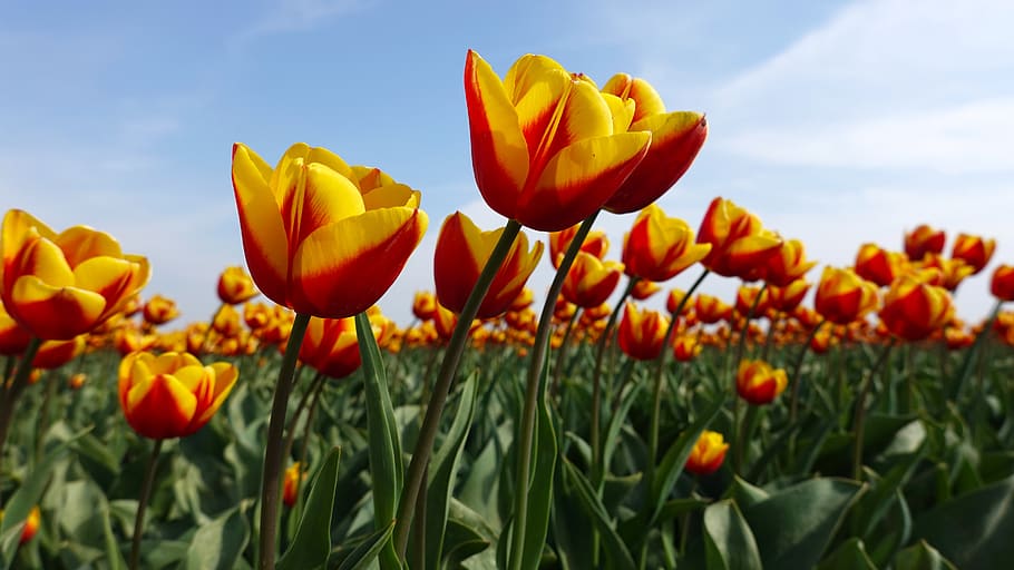 tulips, yellow, red, tulip fields, bulb, netherlands, spring HD wallpaper