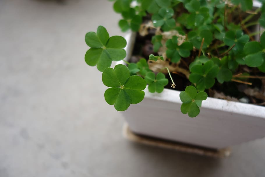 green, leaf, plant part, growth, green color, nature, close-up HD wallpaper