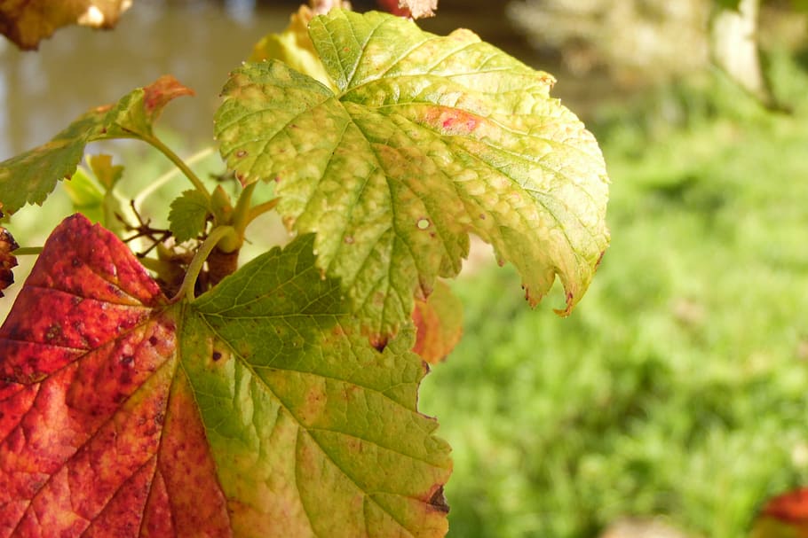 leaf, fall, cassis, nature, colorful, red, green, season, plant part HD wallpaper