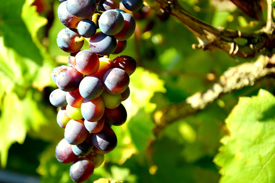 wine, grapes, grapevine, fruit, food and drink, healthy eating HD wallpaper
