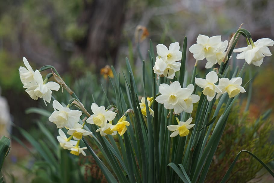 flowers, spring, colors, joy, summer, beauty, garden, petals HD wallpaper
