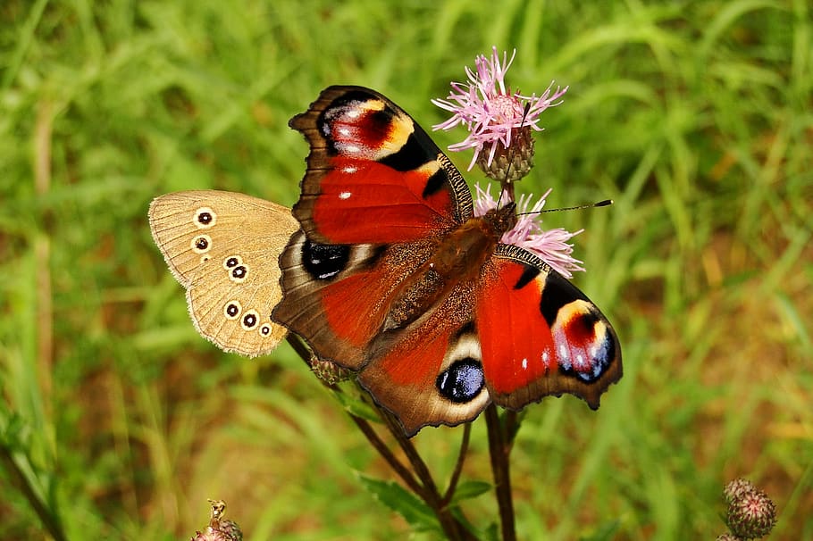 animal themes, animal wildlife, animals in the wild, insect HD wallpaper