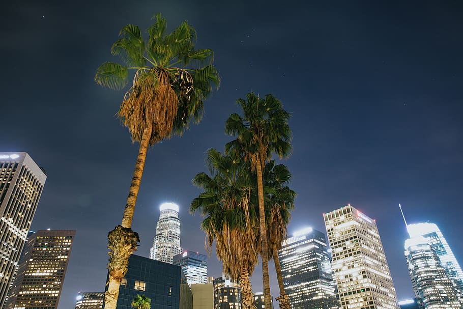 high-rise buildings, plant, tree, palm tree, arecaceae, town HD wallpaper