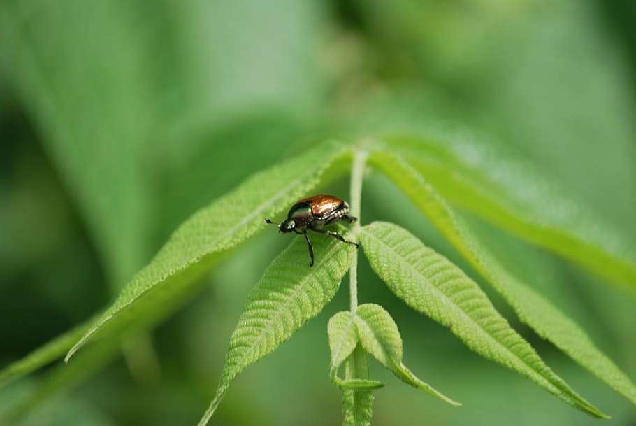 beetle, leaf, bug, insect, nature, leaves, outdoor, coloring HD wallpaper