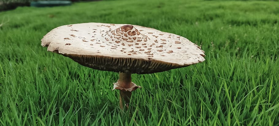 grass, fungus, mushroom, plant, land, green color, field, food HD wallpaper