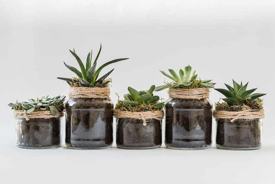 plants, green, nature, sheet, pot, structure, white, succulents HD wallpaper