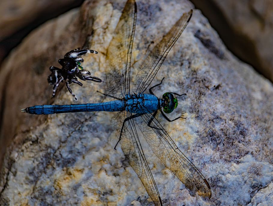 dragonfly, spider, wings, grass, insect, nature, creature, bold jumping spider HD wallpaper