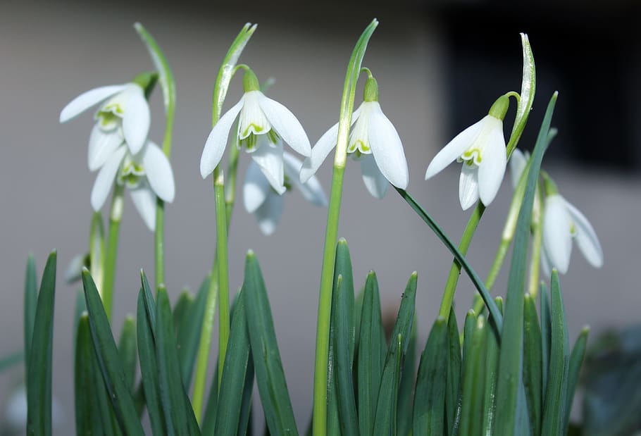 snowdrops, in early spring, white, beautiful, flowers, plant HD wallpaper