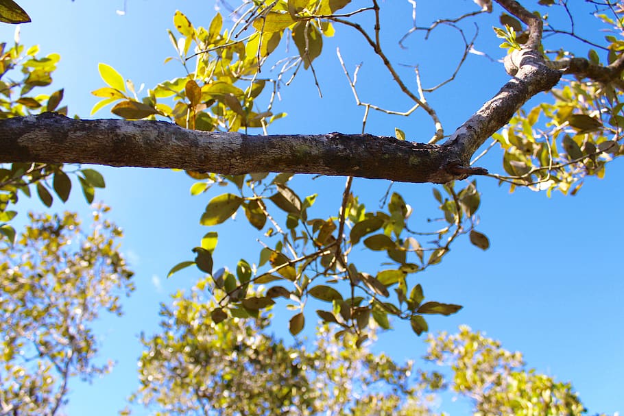 tree, sky, green, leaves, leaf, summer, branch, natural, nature HD wallpaper