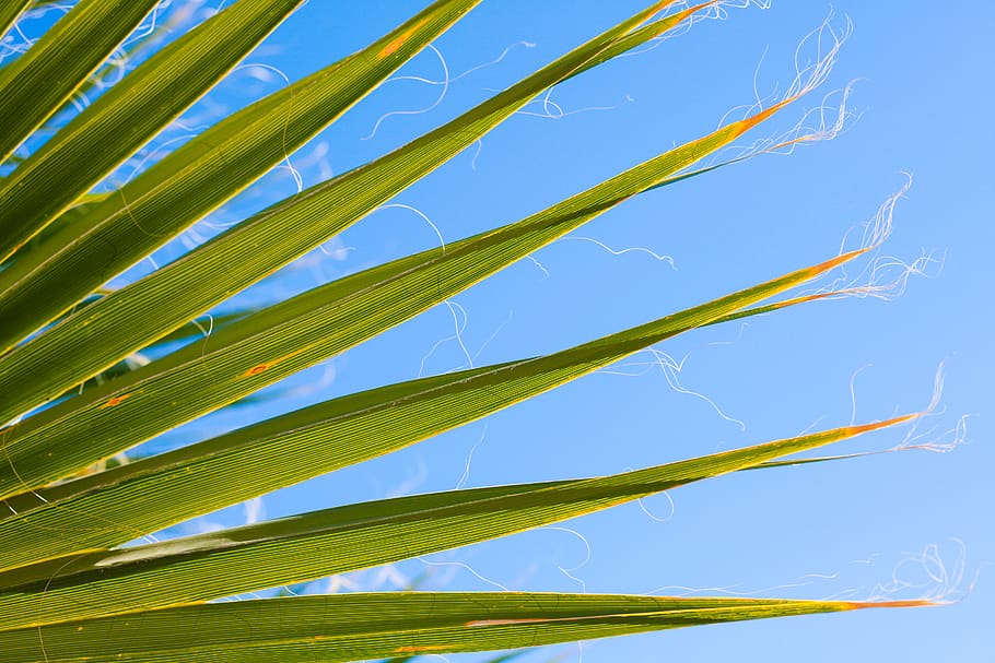 palm spring, desert palm, tree, palm tree, plant, growth, nature HD wallpaper