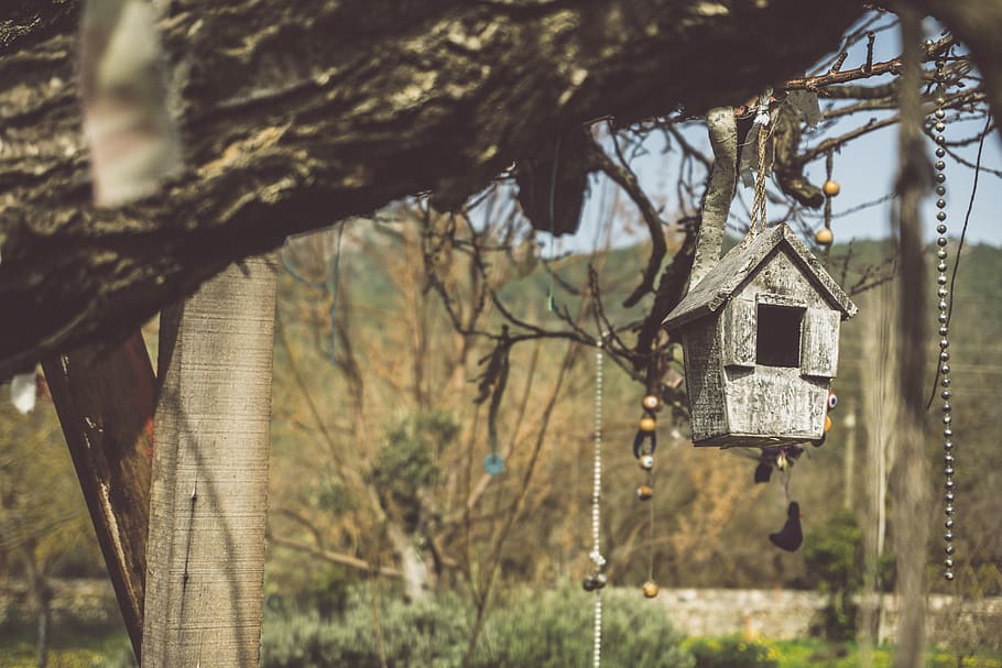 animal, bird, bird feeder, tree, wishes, birdbox, nature, bead HD wallpaper