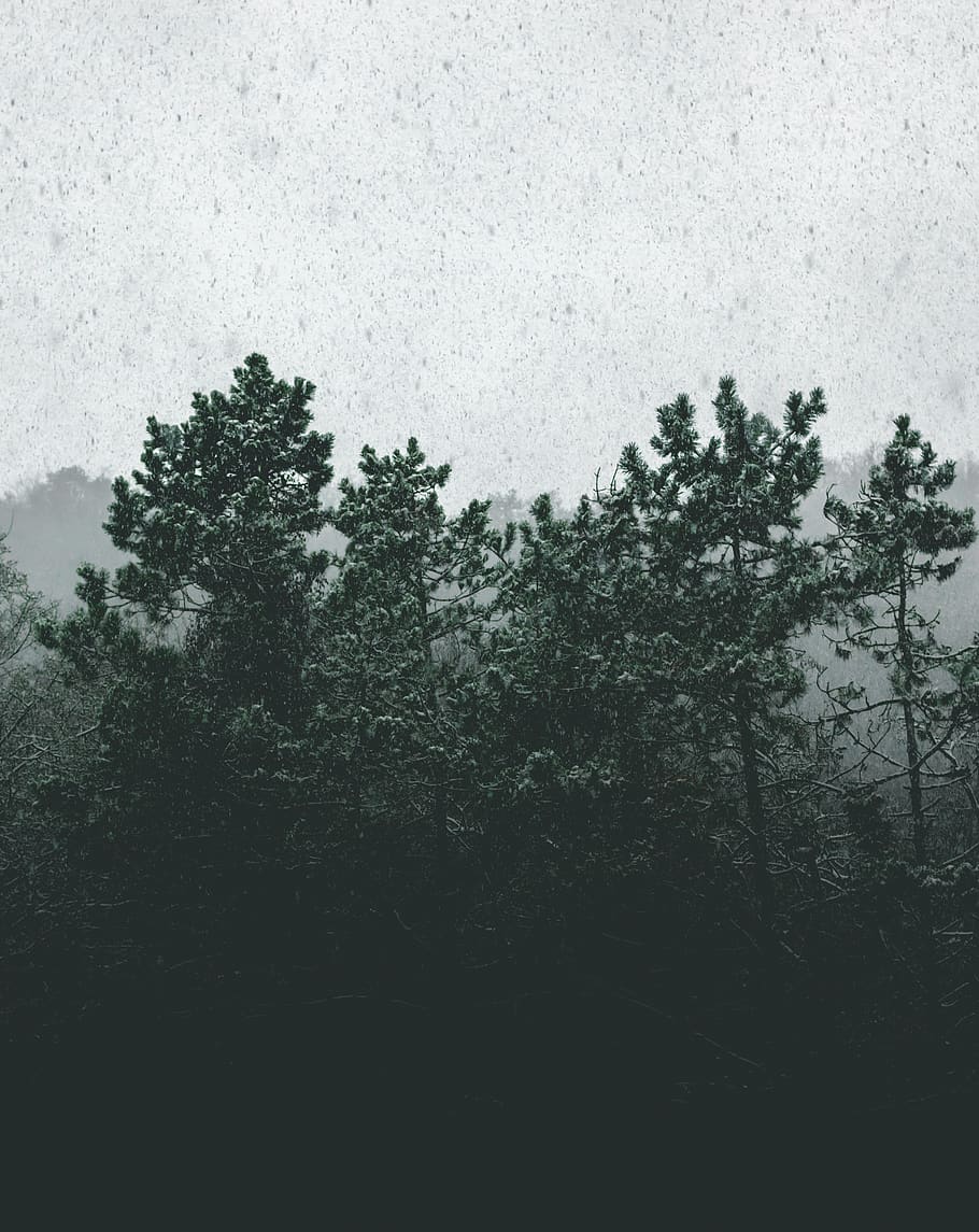 green-leafed trees, plant, abies, fir, nature, outdoors, conifer HD wallpaper