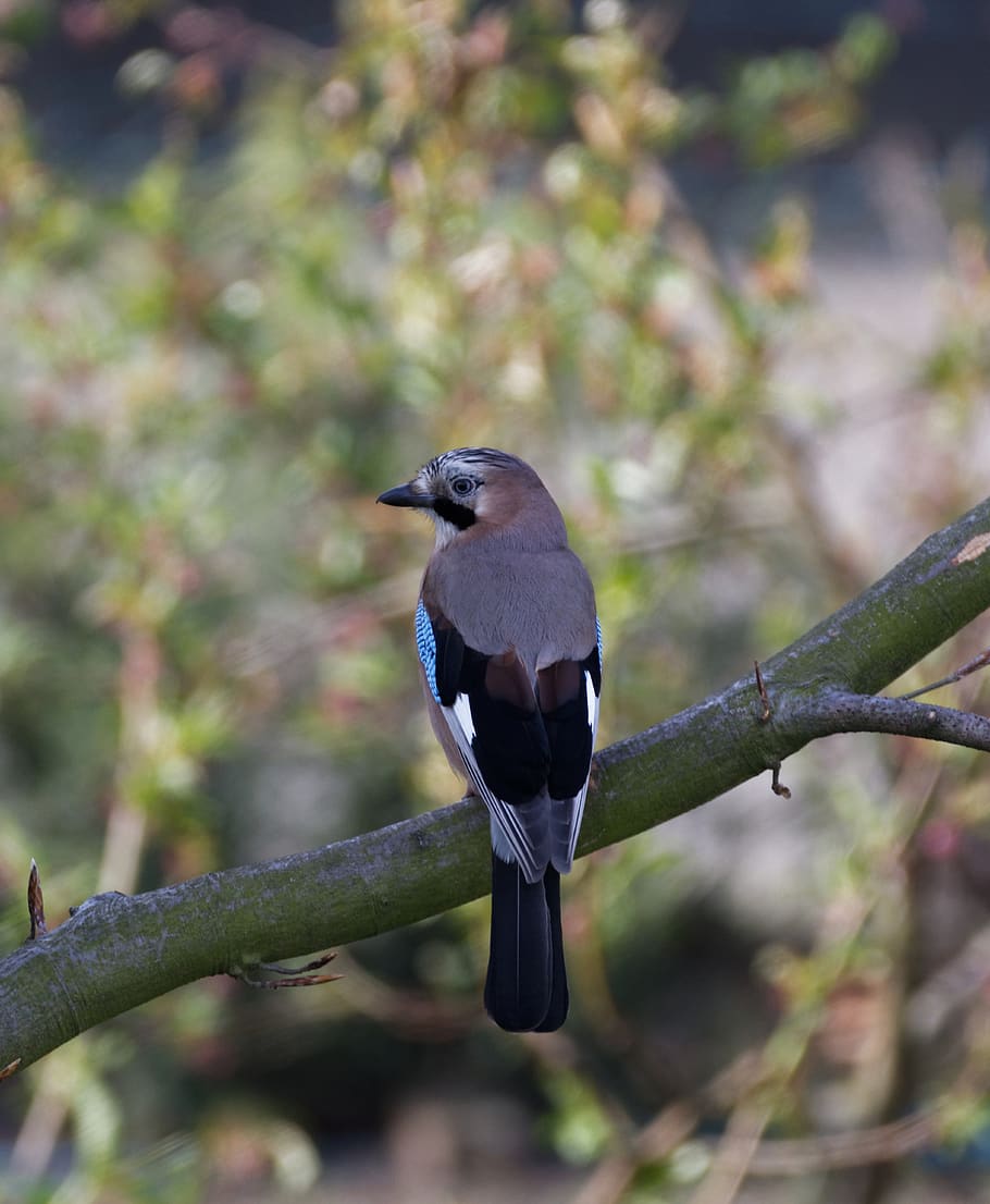 jay, nature, close up, bird, animal, animal world, tree, branch HD wallpaper