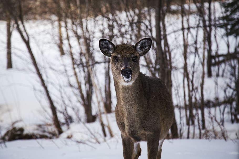 brown reindeer, snow, winter, cold temperature, animal, animal themes HD wallpaper