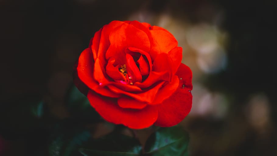 red petaled flower, rose, blossom, plant, geranium, closeup, hand HD wallpaper