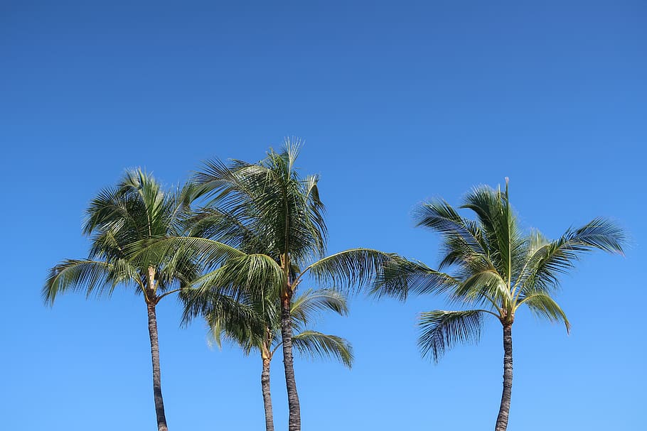 palm, tree, beach, tropical, hawaii, palm tree, sky, tropical climate, HD wallpaper