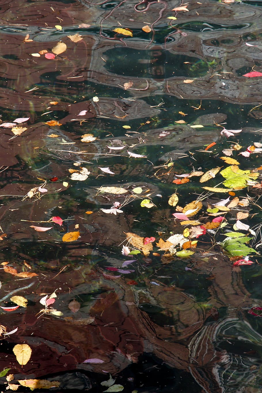 leaves, texture, back grounds, multicolor, colours, wallpaper HD wallpaper