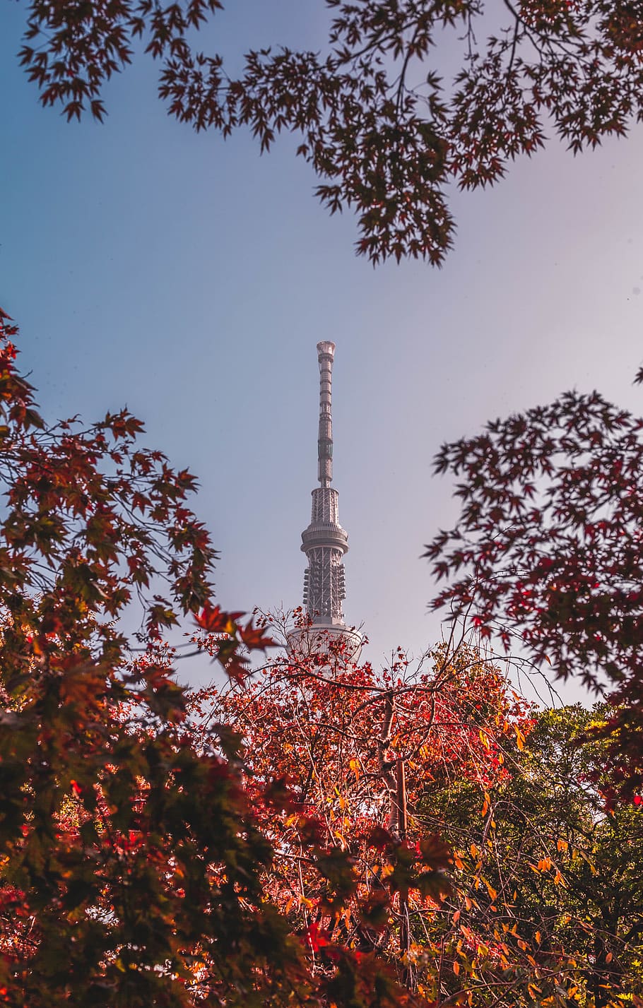 white tower, leaf, plant, tree, symbol, maple, building, spire HD wallpaper