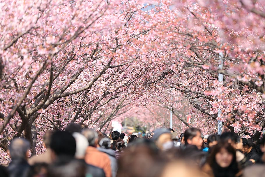 cherry tree, blooming, trees, blossoms, pink, season, asia HD wallpaper