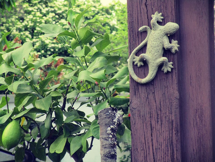 germany, stuttgart, sommerrain, lemon, green, lizard, decor HD wallpaper