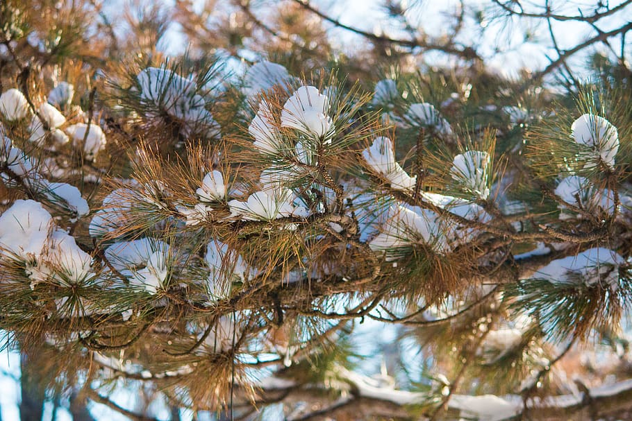canada, blyth, tree, snow, plant, growth, branch, no people HD wallpaper