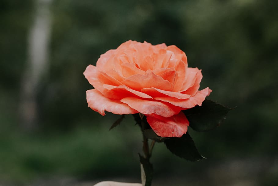 flower, flowering plant, vulnerability, fragility, beauty in nature HD wallpaper