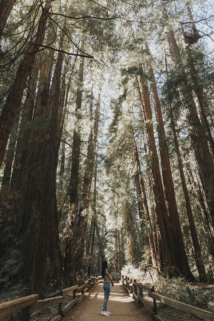 tree, redwood, forest, plant, flora, trail, path, united states HD wallpaper