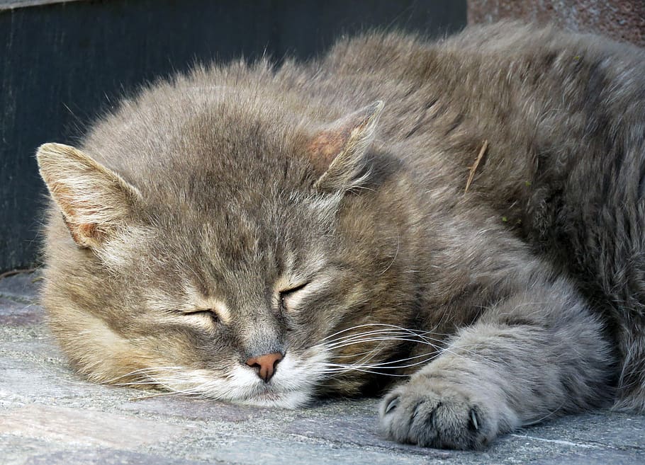 cat, pet, sleep, grey, domestic cat, paw, mackerel, fur, rest HD wallpaper